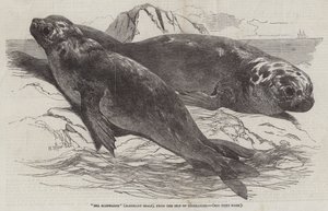 Tengeri elefántok (Elephant Seals), az elhagyatottság szigetéről